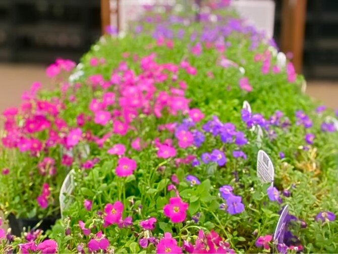 15 gardening tips for April