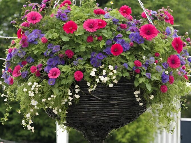 Enhancing Your Outdoor Spaces with Bedding Plants: Perfect for Hanging Baskets and Patio Containers