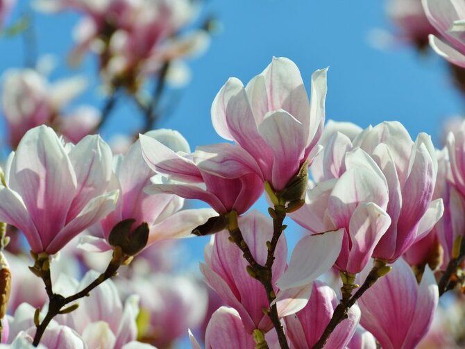Spotlight on Magnolias