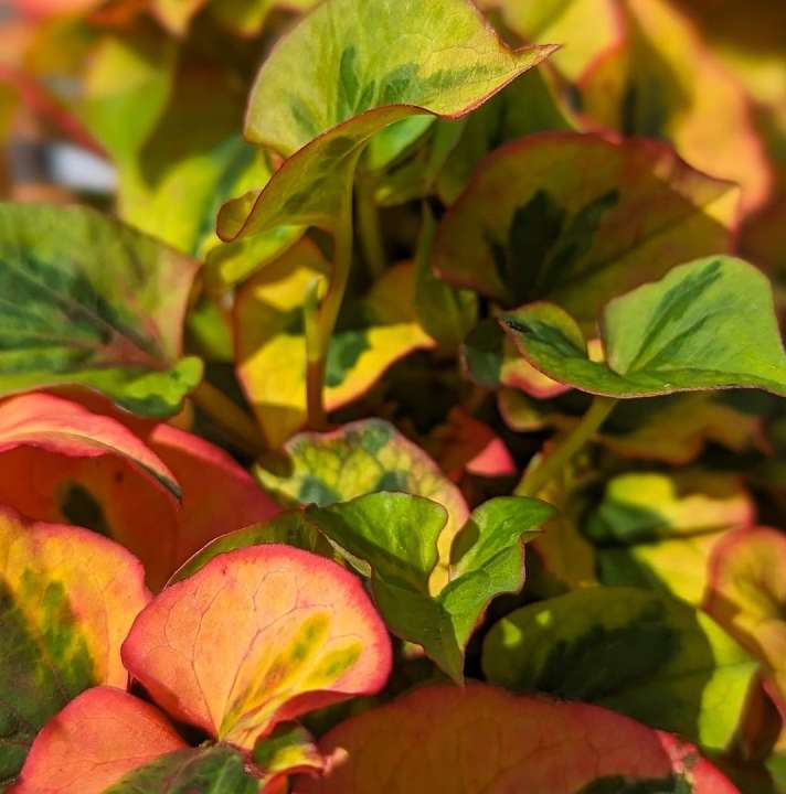 Outdoor Plants Radway Bridge Garden Centre