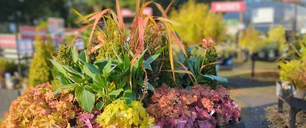 Top Tips for October Gardens