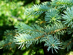 Hereford christmas trees