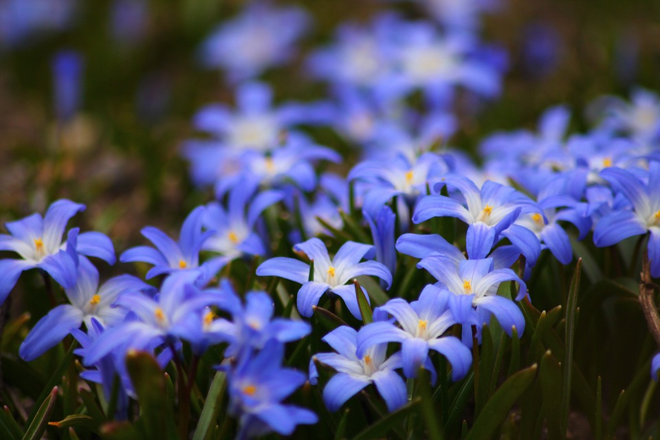 Hereford Flowers