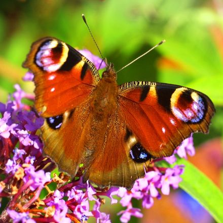 Attracting Butterflies to your garden - 7th April 2020