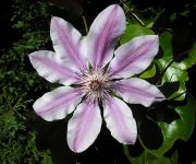 Clematis and Climbers Clinic