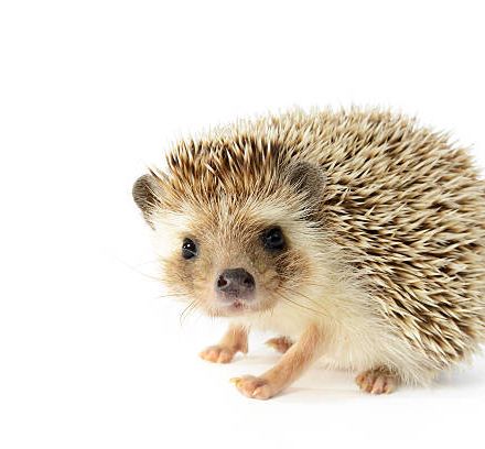 Hedgehog Talk - 13th February 2020
