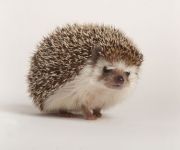 Hedgehog Talk