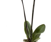 Orchid Day