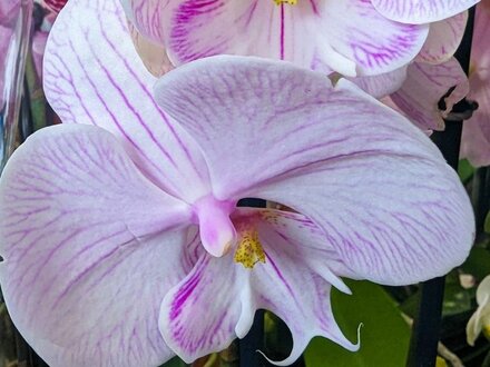 Orchid Day - Expert Talk plus Q and A With Chris Channon, RHS Gold Medallist - Sun 22nd February 2026