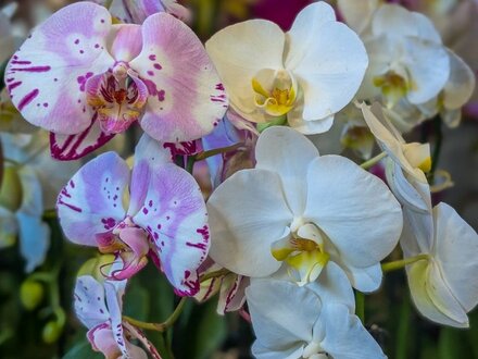 Orchid Day - Expert Talk plus Q and A With Chris Channon, RHS Gold Medallist - Sunday 13th September 2026