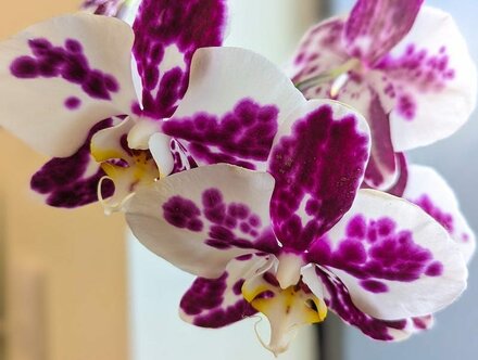Orchid Day - Sun 17th Sept 2023