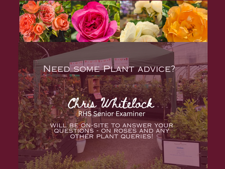 Weekend Drop in Plant Sessions with Chris Whitelock
