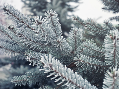 Hereford Christmas trees
