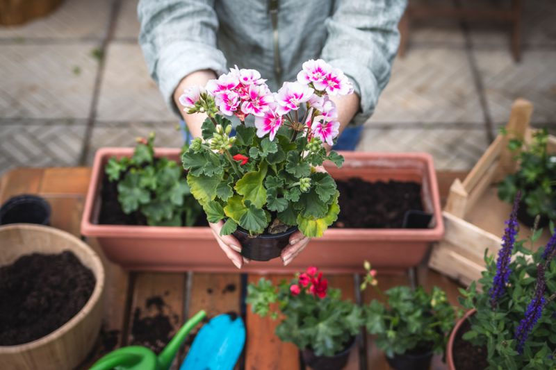 15 Garden Tips for May Radway Bridge Garden Centre