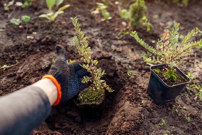 Garden Tips for October