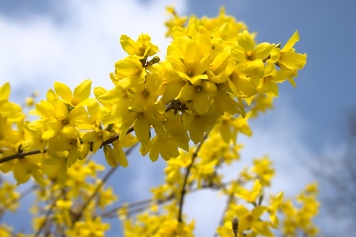 15 Gardening Tips for April