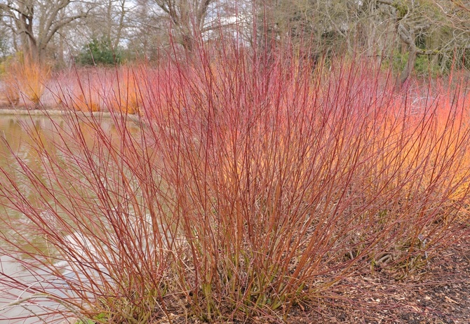 15 Gardening Jobs  for February