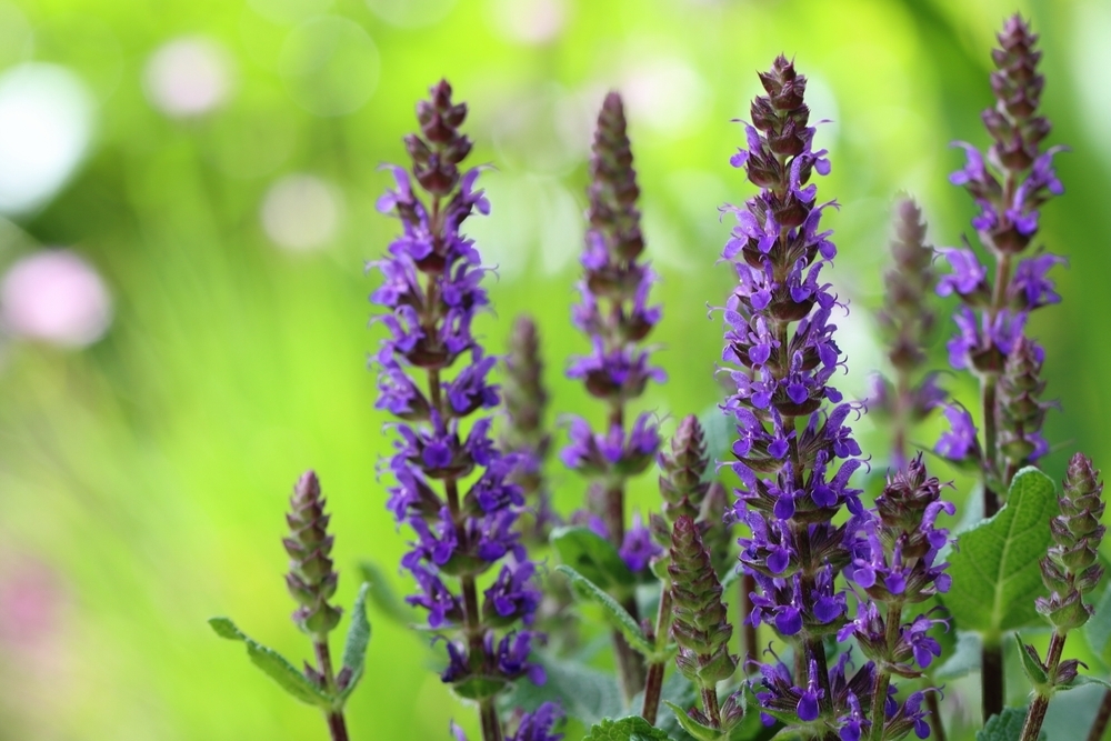 6 top plants for full sun Radway Bridge Garden Centre