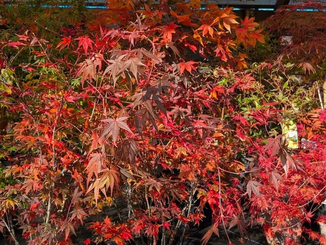 Acers: 25% off while stocks last