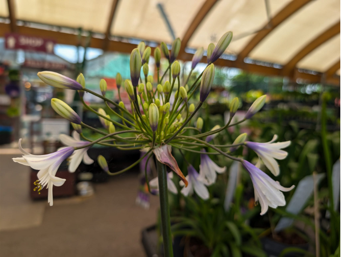 Agapanthus: Structure, Longevity and Summer Impact