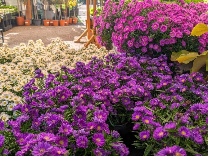 Asters: Daisy-like Flowers for Autumn Colour