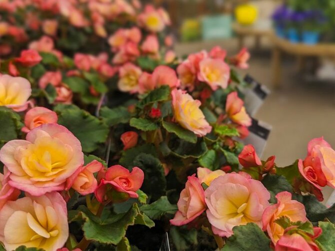 Bedding Begonias: A Brilliant Summer Staple