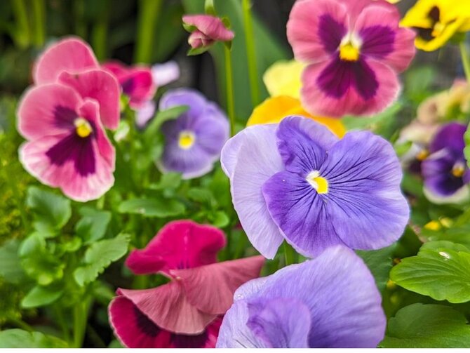 Brighten Your Winter Borders - With Pansies and Violas
