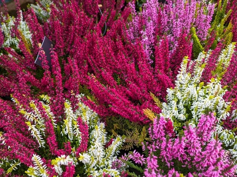 Calluna Heathers – A Tapestry of Autumn Colour - Radway Bridge Garden ...