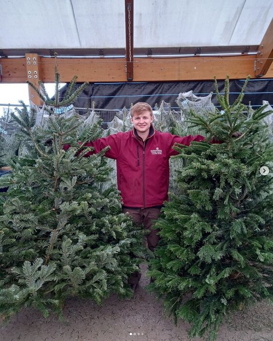 Christmas Trees Have Arrived!