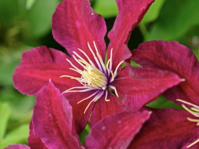 Clematis ‘Niobe’: Velvet Drama for the Summer Garden