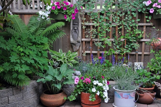 Colourful shade pot garden ideas