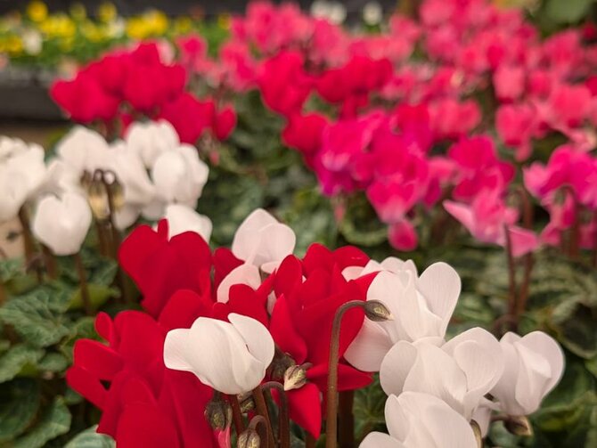 Cyclamen – A Winter Wonderland in Bloom