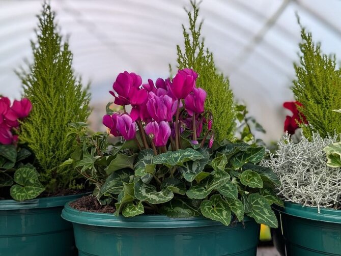 Cyclamen: Colour to Brighten the Autumn Garden