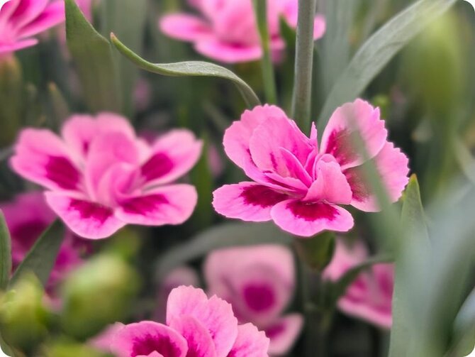 Dianthus ‘Pink Kisses’: Fragrance, Colour & Charm in Every Bloom