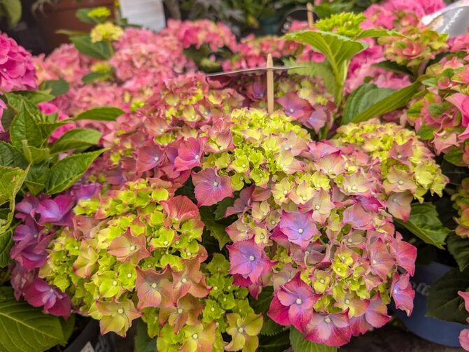Discover the Beauty of Hydrangeas