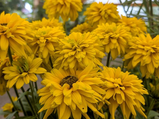 Echinaceas: A Favourite for Late Summer Colour