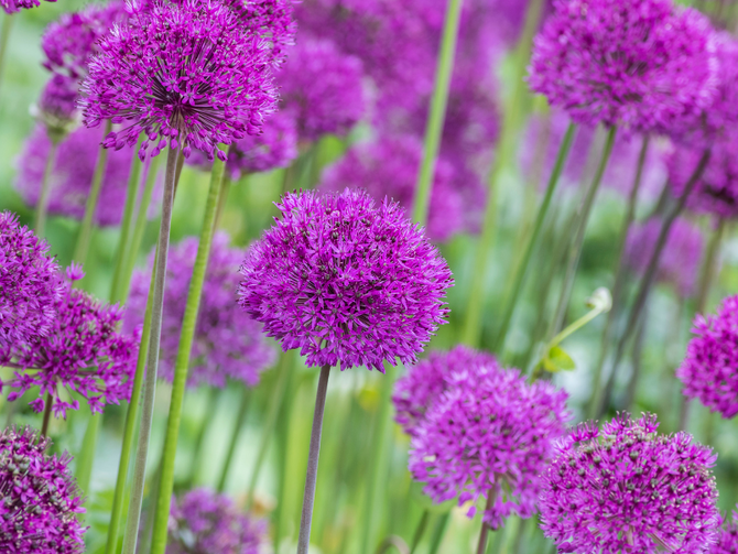 Glorious Spring Flowering Bulbs