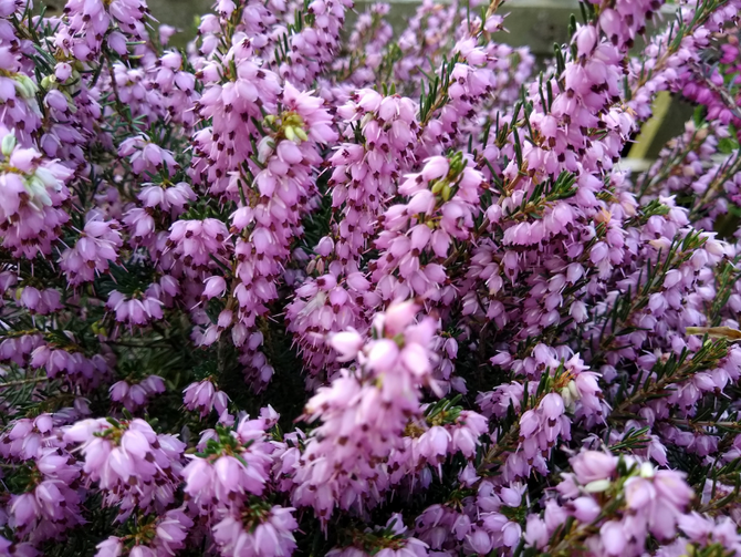 Focus on Erica x Darleyensis