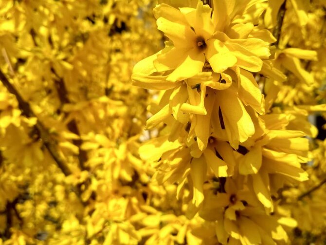 Focus on Forsythia