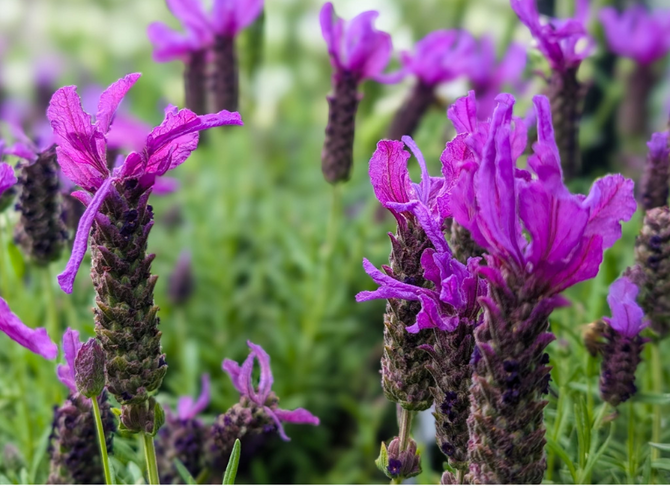French Lavender: Effortless Colour and Scent for Summer