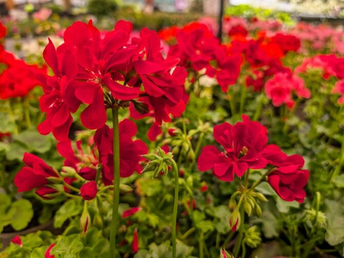 "Geraniums – Non-Stop Summer Colour for Pots, Baskets & Borders"