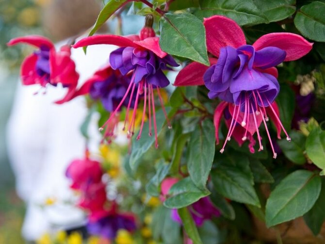 Hardy Fuchsias: Reliable Colour from Summer into Autumn