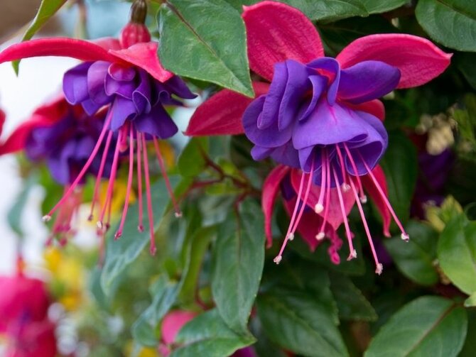 Hardy Fuschias - To Delight all Summer Long