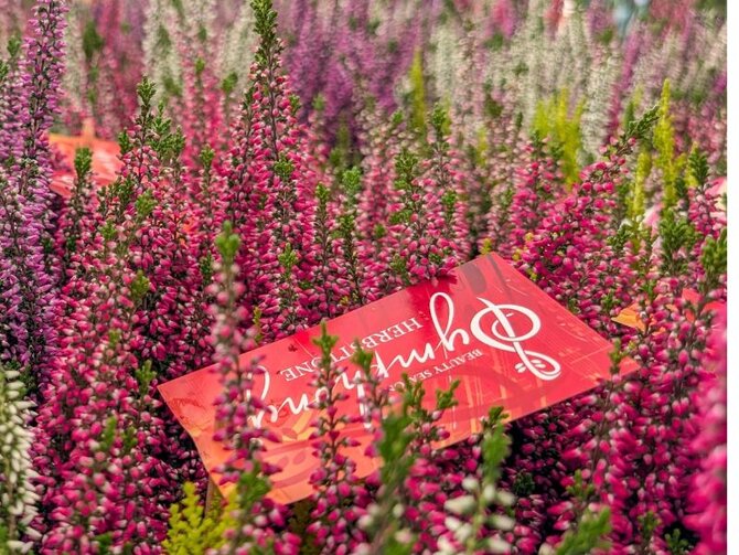 Heathers: Colour and Texture for the Autumn Garden
