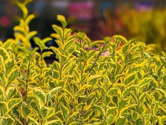 Hedging: privacy, colour and structure for your garden
