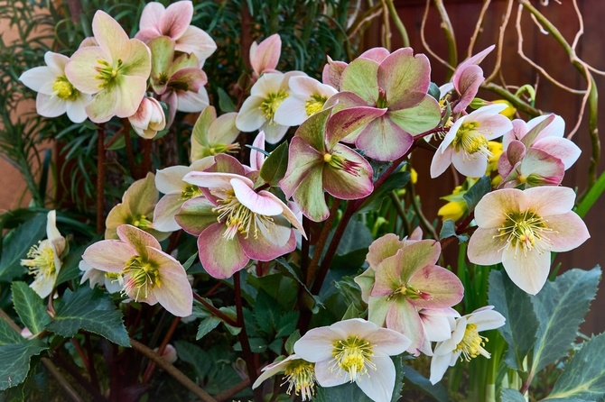 Focus on Hellebore: the Christmas Rose