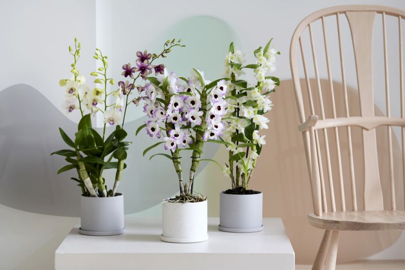 Orchid Plant With Thick Stem