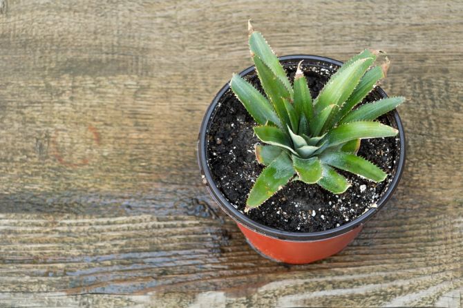 How to grow a pineapple plant from a top