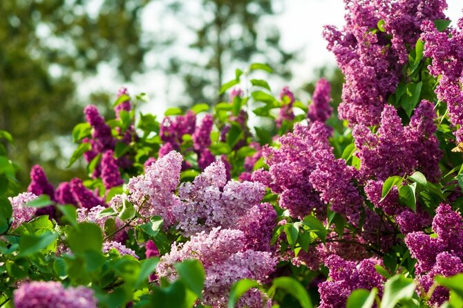 How to grow and care for lilacs