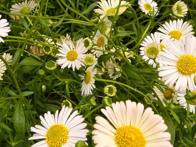 July Plant Focus: Erigeron
